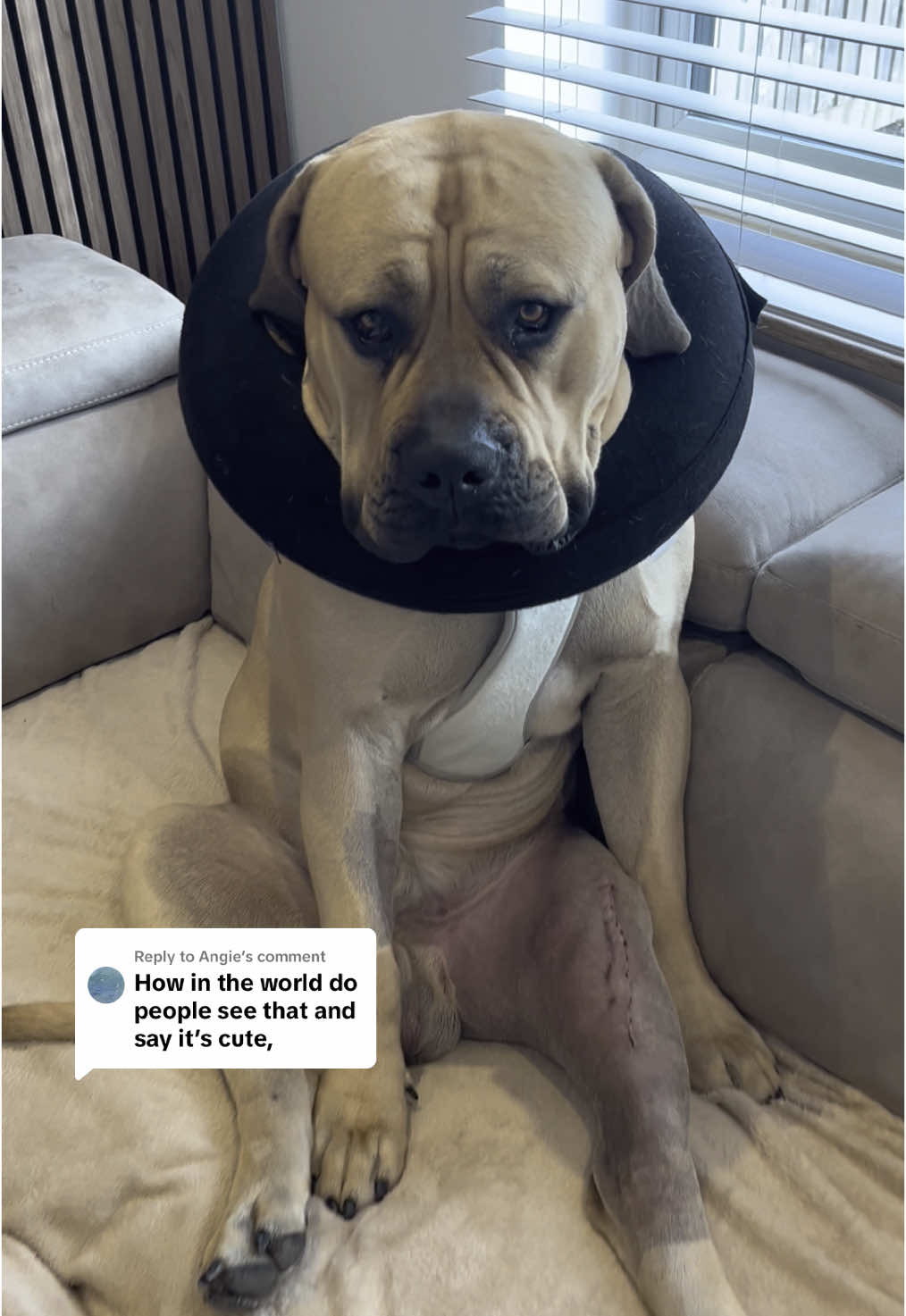 Replying to @Angie thanks Angie TJs crying now x  #boerboel #fyp #boerboelsoftiktok #boerboels #boerboellove #viral #foryou #mastiffsoftiktok #dogsoftiktok #foryoupagetiktok #dog #trend #trending #viralvideos #dogtrend #boerboelmastiff 