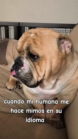 #koko #bulldogtiktok #bulldog #bulldogingles #mibebe #mylove #viral #viralvideo 