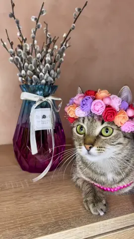 Спогади🥰#цьогодня #dc #pourtoipage #fyp #fyppppppppppppppppppppppp #pov #recommendations #catlover #fypp #viral_video #pourtoi #cats #dúo #fypシ゚ 