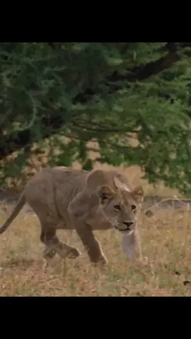 part 107 | #wildlifeoftiktok #nationalgeographic #wildanimals #animalslife #fygpシ #foryouu #1millionaudition 