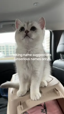 my first son #fyp #fypシ #foryoupage #fypage #foryou #viral #catsoftiktok #cats #catlovers #scottishstraight #kitten 