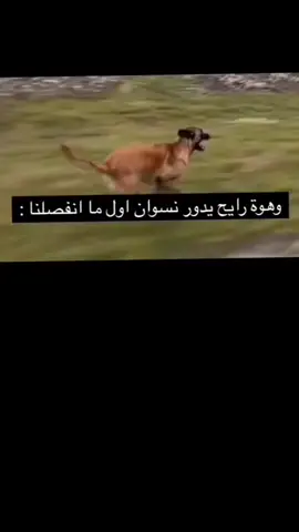 #هههههههههههههههههههههههههههههههههههههه #مصطفى_الحجي #الشعب_الصيني_ماله_حل😂😂 #مجرد________ذووووووق🎶🎵💞 #رياكشن #مالي_خلق_احط_هاشتاقات 