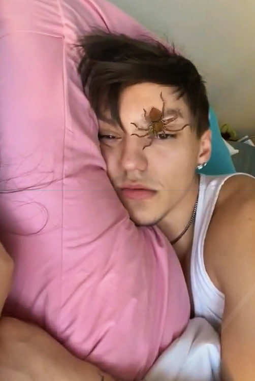 Spider special effects#spider #foryou #fyp #game #asmr #happyholidays #asmrvideo #asmrtiktoks 