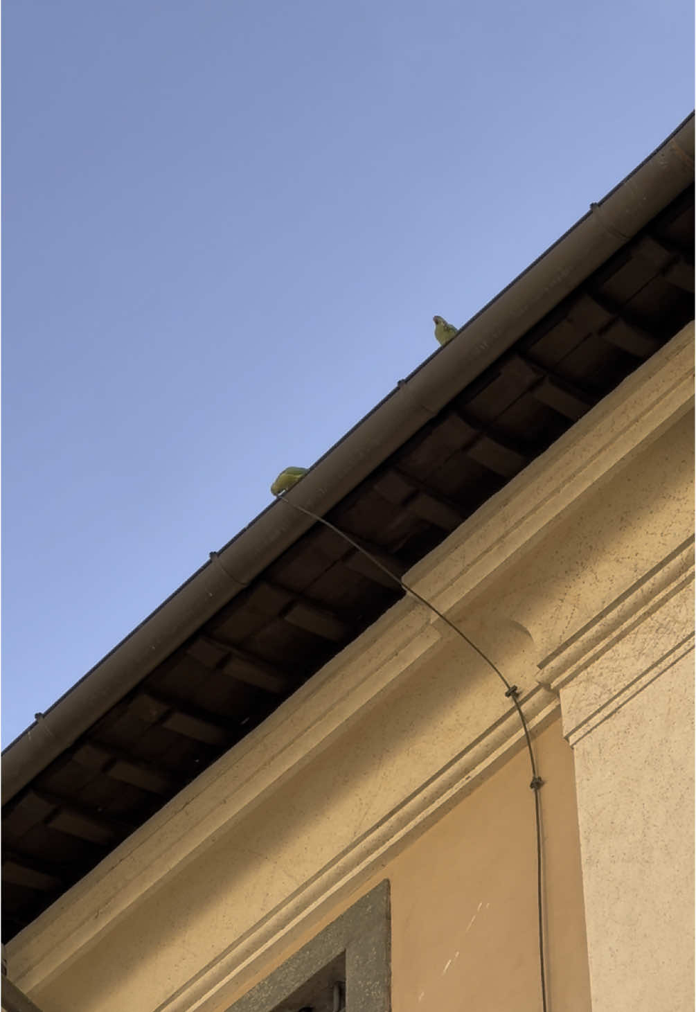 Tiran la piedra y esconden el pájaro! … o como va? 👀