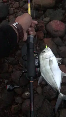 amisss lagi😂🔥#morowali_sulteng_bahodopi #morowalifishing🎣 #spotgacor #fypシ゚viral #relixnusantara #capung702 #casting #jettylabota #spotpinggiran 
