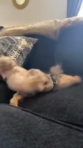 Dog vs static electricity #dog #pet #animals #usa🇺🇸 #foyou 