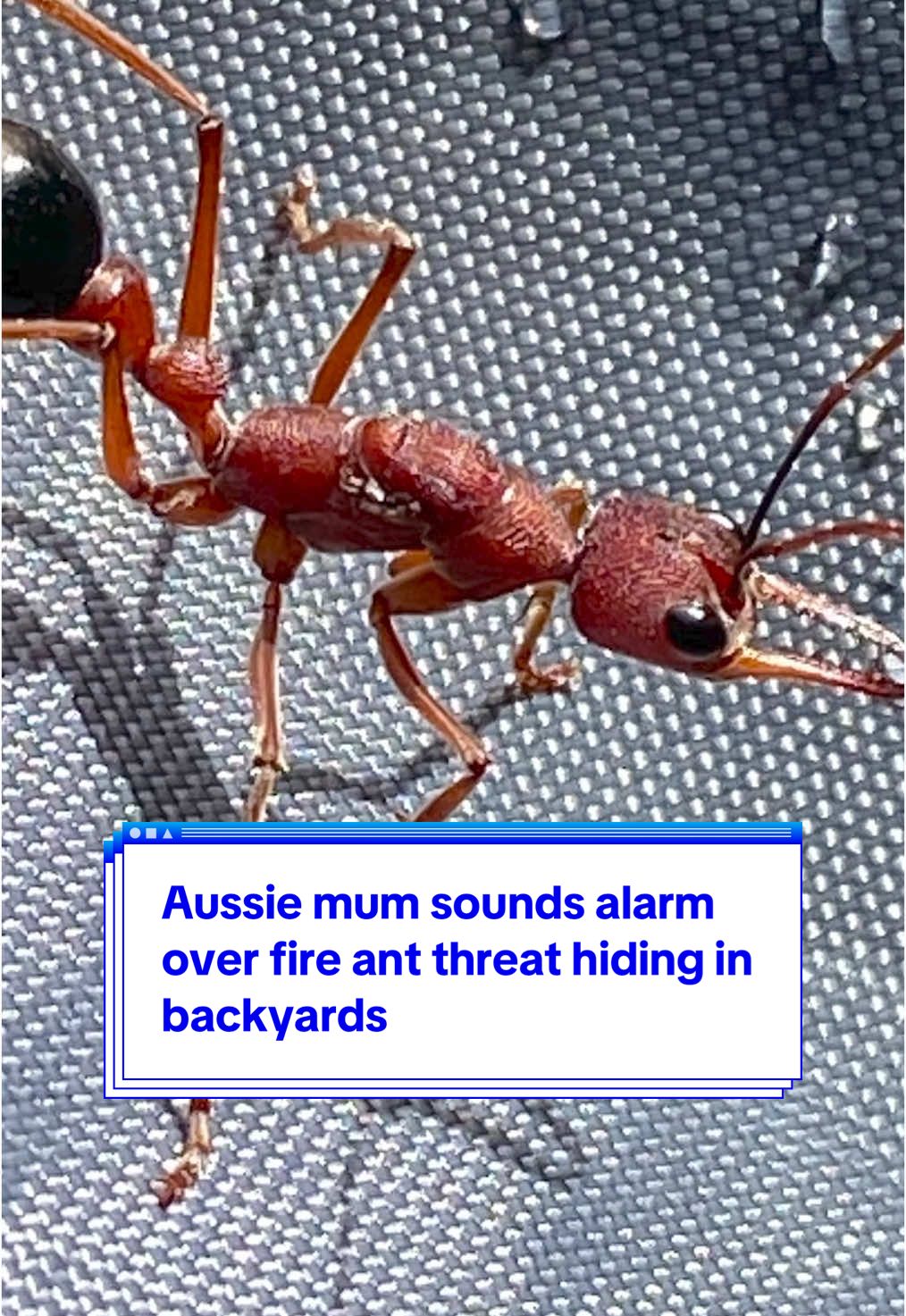 Aussie mum sounds alarm over #fireant threat hiding in backyards 🐜 #queensland #yahoonews #yahooaustralia 