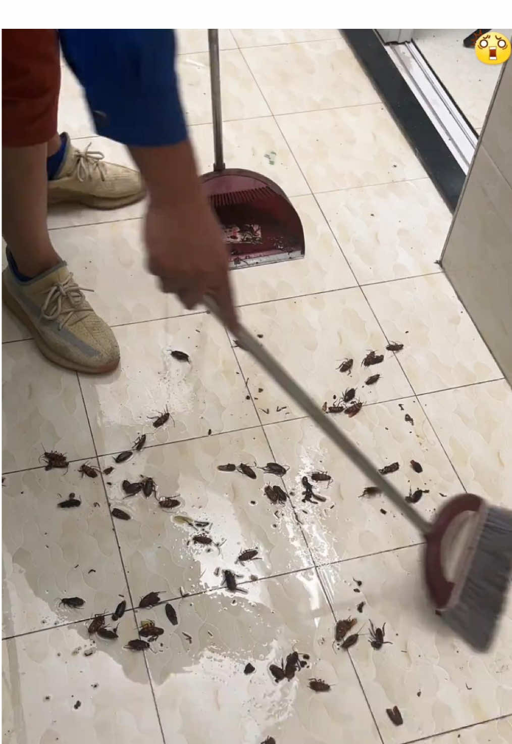 Solve them out ! #roach #roaches #cockroaches #safe #pests #bugs #homeimprovement 