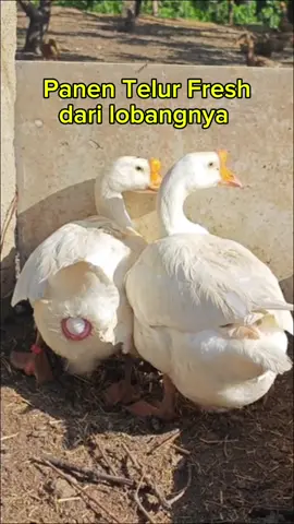 masih hangat telurnya guys.. cukup untuk lauk sore ini.. #videolucu #kontenlucu #fyp #idekonten #fyppppppppppppppppppppppp #reels #telur 