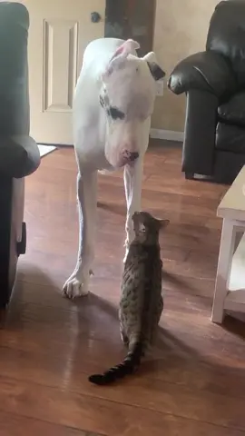 🐶&🐱#dog#funny#funnyanimals#funnypets#animals #dogsofttiktok #pet #foryou #longervideos