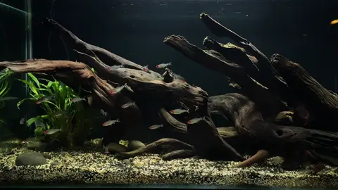 Natural  #aquarium #water #wood #nature #blackwateraquarium #blackwateraquarium #aquascape #fish #biotopeaquarium #tiktok #tiktokviral  Kayu santigi dari @grahasantigi 