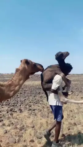 daudi love camels #amzing #facts #gyankabhandar2 #foolwers55k 