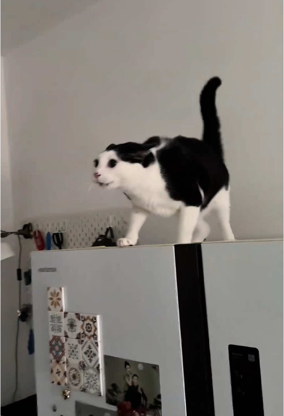 Crazy cat posture🤣🤣🤣#pets #cat #cats #catsoftiktok #funnyvideos #funnycat #catlover 