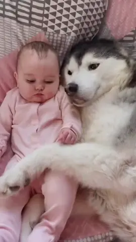 Dogs love babies very much 😍😍#usa🇺🇸 #pet #baby #cute #tiktok #dog #Love #baby 