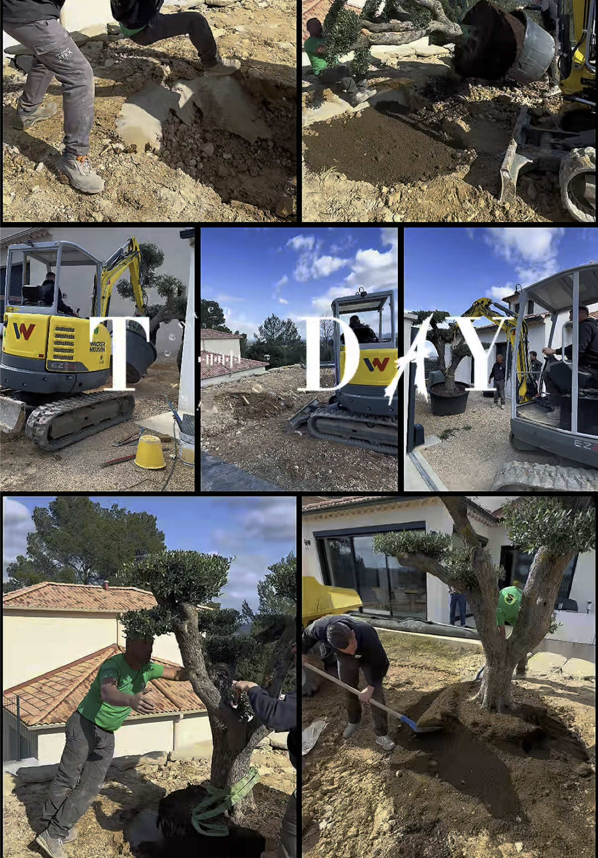 Plantation d’Olivier pour notre client !  Un chantier qui va être de toute beauté  #pourtoi #plantation #olivier #provence #sud #paca 