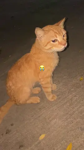 Keliatan sesek bgt pus😭 ada yg mau bantu& nampung mpusnya? beginilah kl ktmu kucing jalanan sedih cmn bs ngsh makan itupun kucingnya ga nafsu makan🙏🏻😢 #catlover #fypage #bantuviralkan #fyp #viral #kucing @YayasanCLOW_Bimbim @Rumah Kucing ifan2 @DJ CLOW 