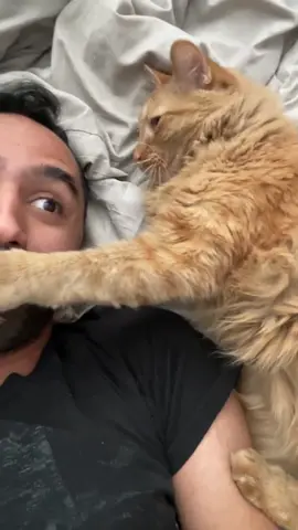 Kermit’s was embarrassed 🙈 😹 #catlover #catlover #cats 