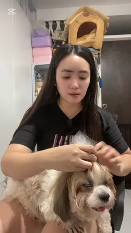Pet Conditioner Spray for knot hair to smooth silky and damage hair #dogsoftiktok #PetsOfTikTok #shihtzuontiktok #petconditionerspray #petdetanglingspray #pet #furyou #forpets #furbaby #affiliatetiktok 