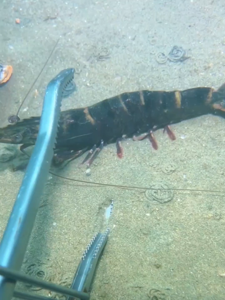 I caught a flash shrimp while diving, and also encountered a scheming eel having a meeting with a crab.  #diving #crab #catchthesea #seafood #seaside #fish 
