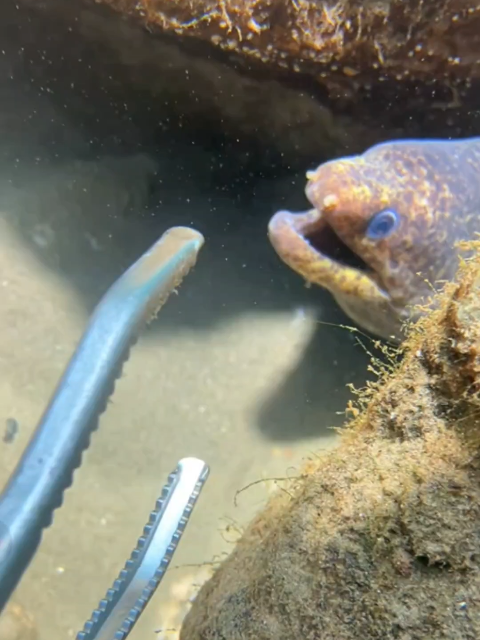 #diving #crab #catchthesea #seaside #seafood #fish #eel #lobster #seangsolofishing 