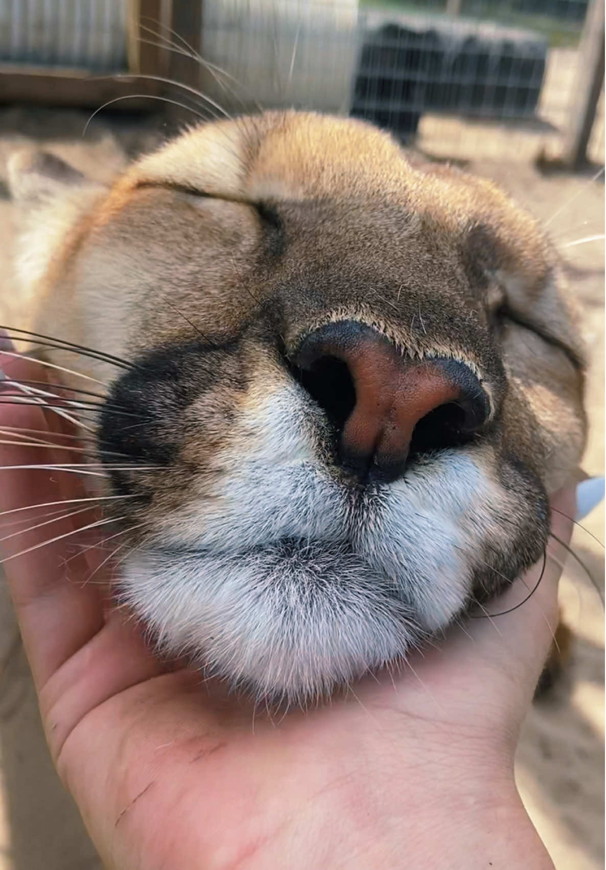 Chey purrs 🥰