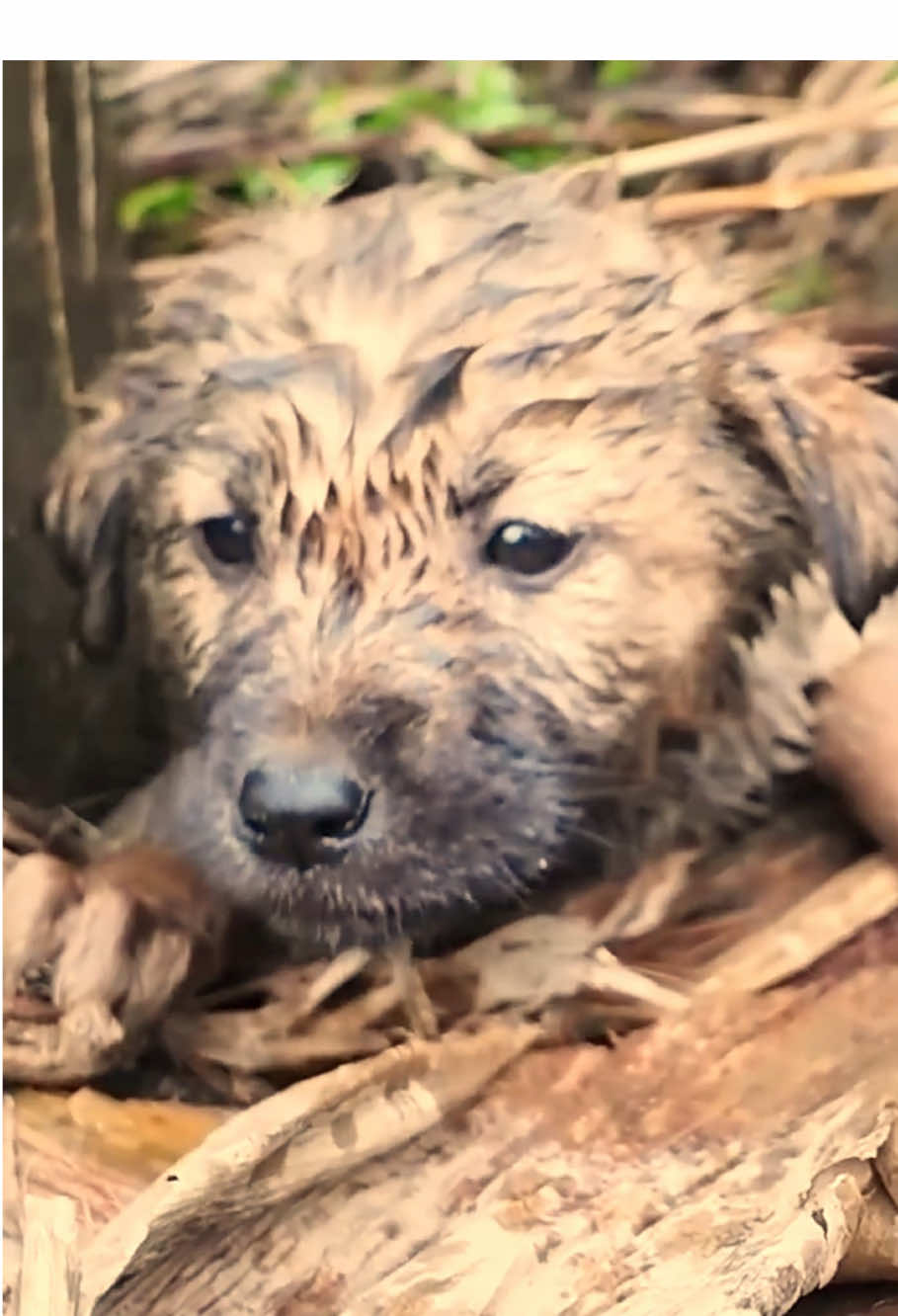 #animal #animalrescue #dog #