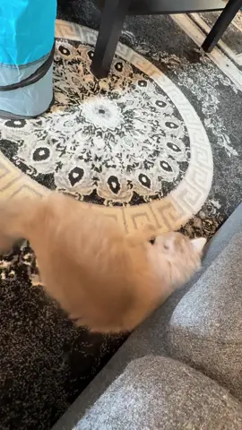 Catnep effect 🐻 #cats #catsofinstagram #catstagram #kittens #kitty #cutecats #meow #catlover #instacat #catlife #catoftheday #catlovers #cat #cats_of_tiktok #kittens_of_tiktok #catsoftiktok #kitten #catsagram #catsrule
