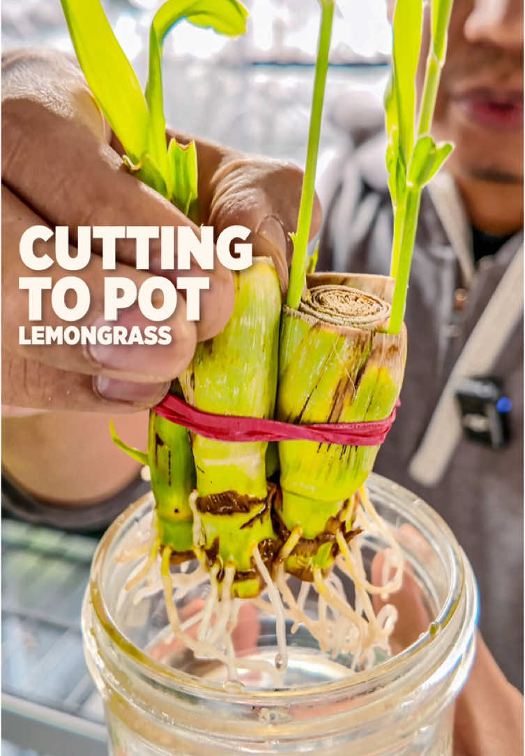 By far, the easier method to grow lemongrass at home #gardentok #learning #gardening101 #gardeningtips #homegrown 