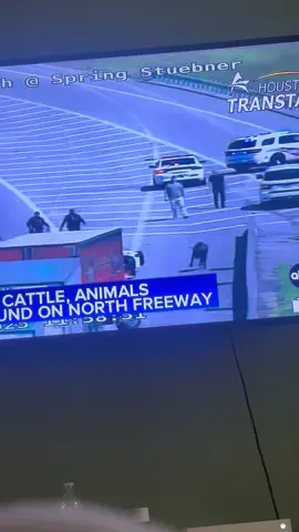 Only Houston Texas 😂 multiple cows on the loose on the interstate 😂 #texas #houston #houstonrodeo #cow 