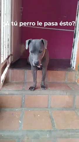 REMEDIOS PARA TOS DE LA PERRERA. Así cure a mis cachorros,y varios vecinos también espero les sirva y lo compartan con otros! Ambroxol_Loratadina:Dosis dependientemente por peso. Miel de abeja:miel con agua,o miel pura,en la mañana y en la noche. #perrostiktok #remedioscaseros #tosdelaperrera #traqueobronquitis #helpmeplease #paratiiiiiiiiiiiiiiiiiiiiiiiiiiiiiii #remediosnaturales #cachorrosdotiktok #compartan #mascotassanas #mascotasfelices #dog #ayudaalprojimo #kmada420rk #pitbulllove #fypシ゚ #pupp #puppiesofinstagram #puppyviral  #paratodosdetiktok♡ 