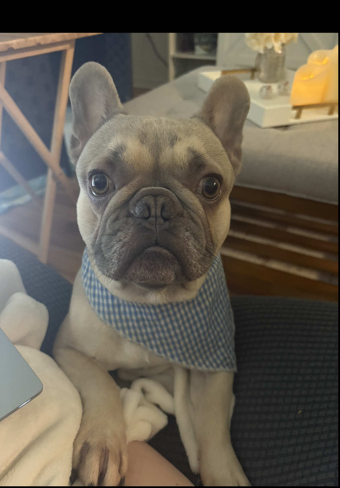 What do I do for a living? #professionalattentionseeker #influencer #tiktok #fyp #foryourpage #dogs #baby #whining #videooftheday #lookatme #petme #boop 