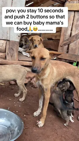 Even $1 helps..please let’s help baby mama to be able to feed her little babies..#dog #dogsoftiktok #help #donate #doggo #helpus #needhelpplease #dogtok #doglifestyle #xyzabc #heart #doglovers #disease #dogmom #plsgoviral #helpdogs 