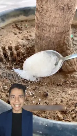 Dale vida a tus plantas con estos remedios caceros, tendrás plantas fuertes y fructíferas #soycristiano #evangelio 