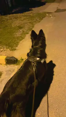 #doglover💕🦮 #plzsupport #acountunfreeze🙏🏻😟 #acountunfreeze🙏🏻😟 #plzviral🥺🥺🙏🙏foryoupage #allblackdog 
