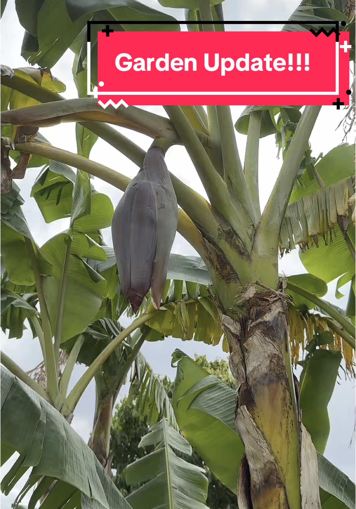 Garden Update! #fyp #foryoupage #tropicalfruit 