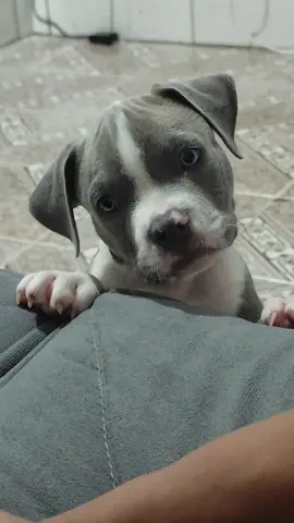 #pets #americanbully #dog #cachorro #viral_video 