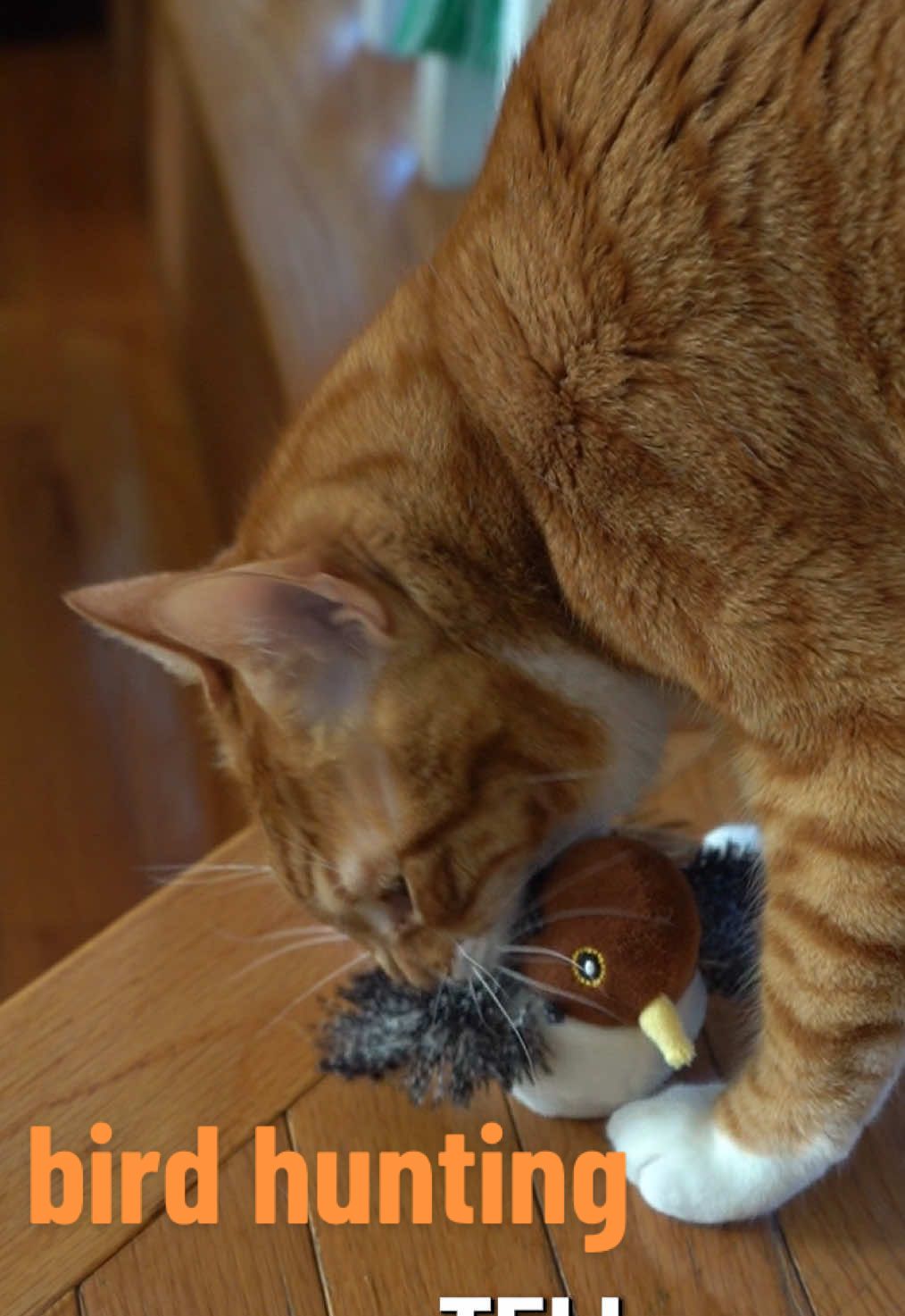 woww little hunters living out their big hunting dreams luv 🙂‍↕️#catsoftiktok #cattoy #catbirdtoy #catshunting #PetsOfTikTok 
