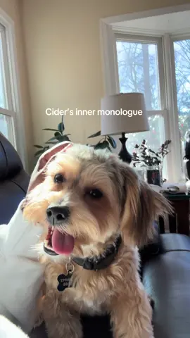 My parents puppy is so adorable but requires SO MUCH attention 😭 I love him so much and would *** for him tho 