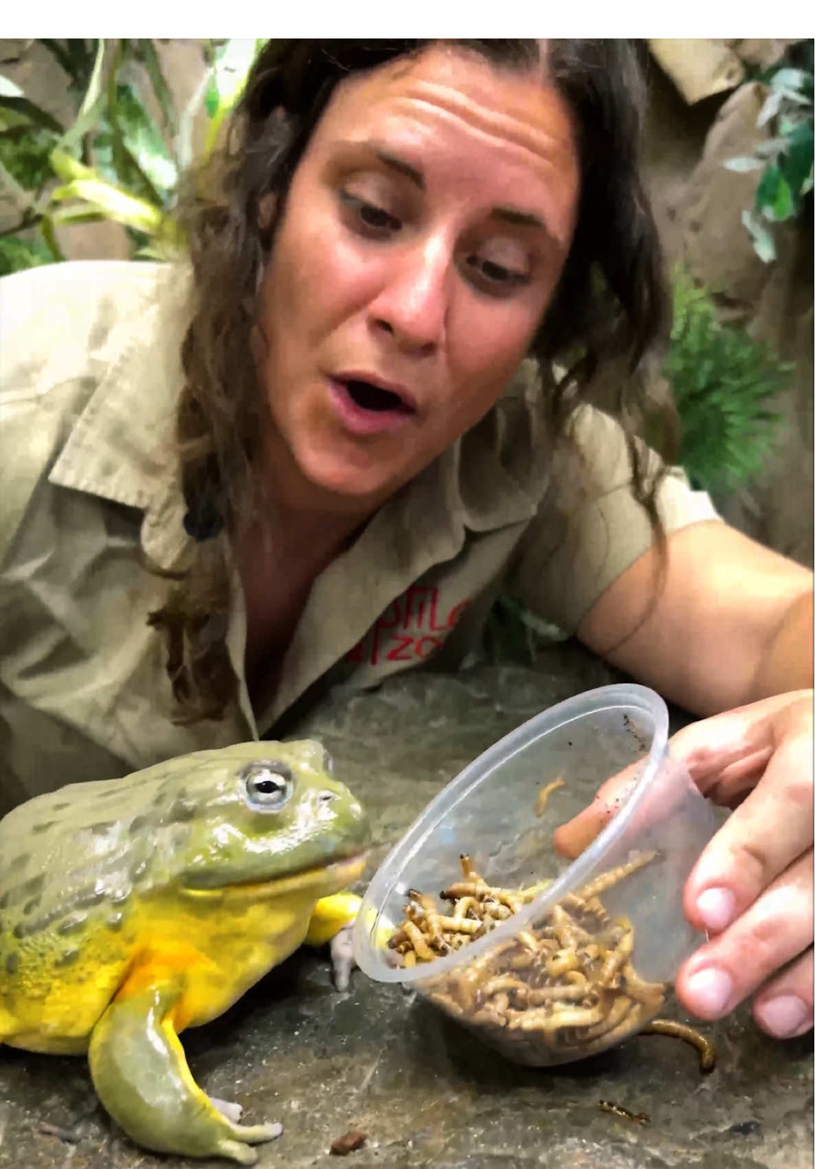 Feeding my Hungry Pixie Frogs😅 These two are on a mission to devour EVERYTHING! 🐸💥 They’re little chomping machine taking down a whole bowl of worms😳🐛 They’re mouths are bigger than mine😂