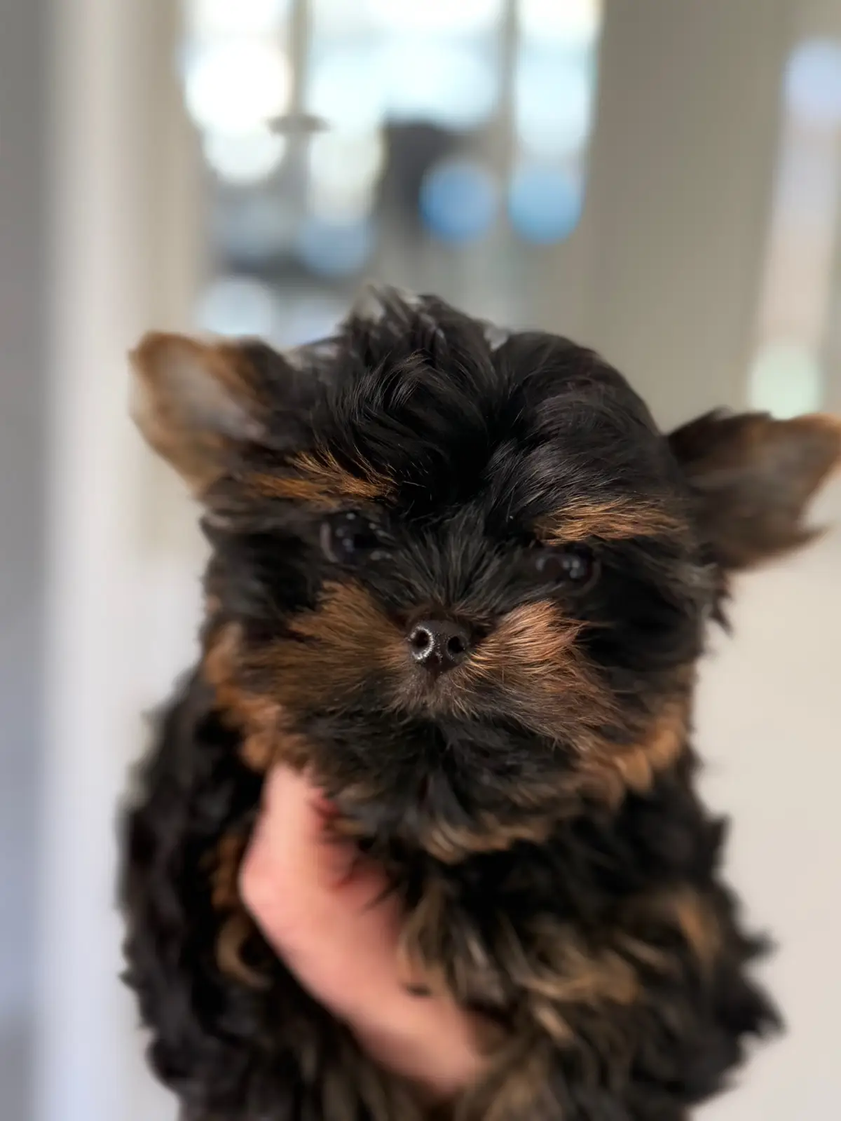 Happy Monday‼️ Cuteness you Can’t Ignore. Everyone needs a little puppy Love ❤️ !  Yorkies are very loyal to their family. Yorkies may be tiny but their personalities are mighty! They truly don’t realize they are a toy breed puppy! They are the perfect combination of sweet and feisty often with the I am cute and yes I know it personality! Some would say that a Yorkie is the world's most prestigious purebred! They do make wonderful family puppies and do great in an apartment setting!  ☎️ 847.450.8104 Poshablepuppieschicago.com #yorkie #yorkiepuppy #yorkiepuppies #chicago # chicagouy #chicagopuppies #yorkiesoftiktok 