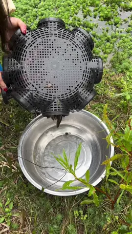 Di sawah, kolam ikan dan waduk bisa dimanfaatkan!# Kandang belut delapan lubang#Outdoor #fishing #fish #tools 
