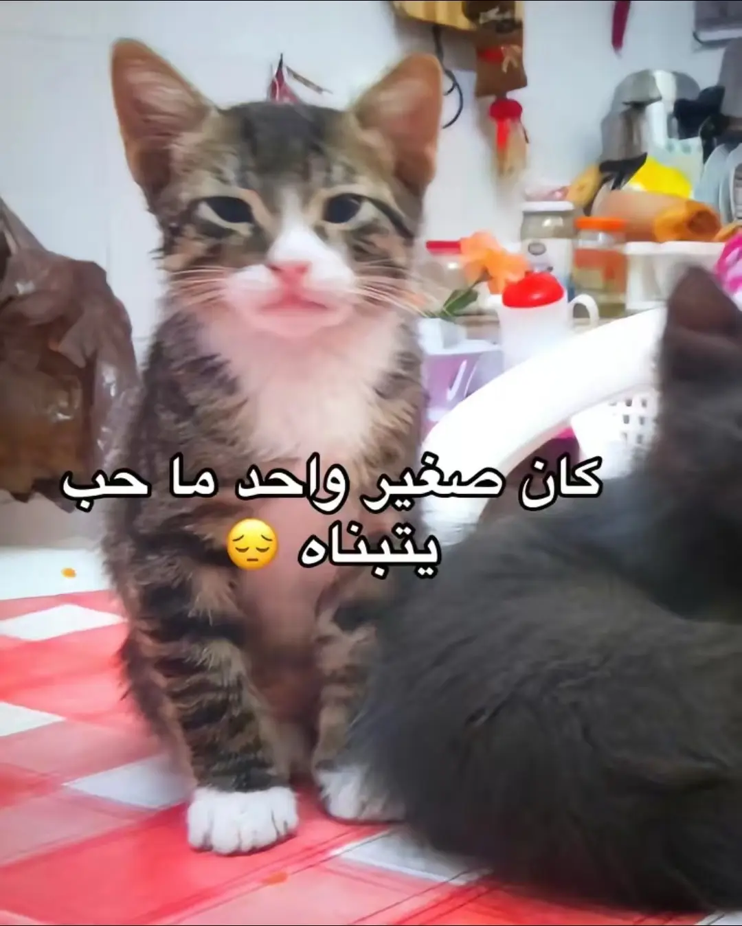 #rebbouh_boulahnicat #viral_video #explore #الشعب_الصيني_ماله_حل😂😂 #foryoupage 