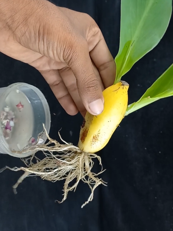#banana #plants #tree #gardenhouse #gardendecor #summervibes #diyproject #PlantCare  #IndoorPlants   #GreenLiving  #PlantLover  #PlantAddict   #Gardening  #HousePlants   #PlantCommunity #PlantParent   #UrbanJungle   #PlantGoals   #GardenInspiration   #PlantsMakePeopleHappy  #NatureLovers   #PlantTherapy #GreenThumb   #PlantCollection  #natureathome   #HomeGarden  #PlantStyling   #LeafLover   #PlantLife  #PlantOfTheDay   #GrowYourOwn #Botanical   #PlantObsessed  #PlantGang  #Succulents #GreenHome   #PlantDecor   #PlantInspiration  #PlantFam  #HousePlantClub  #IndoorJungle  #PlantFriends  #HappyPlants   #PlantPower   #GardeningLife   #GoGreen   #FreshPlants  #PlantPerfection  #PlantVibes  #FlowerPower   #EcoFriendly  #PlantDaily   #HousePlantHome   #NatureGram   #PlantGoals   #HomeGreenery   #PlantLove 