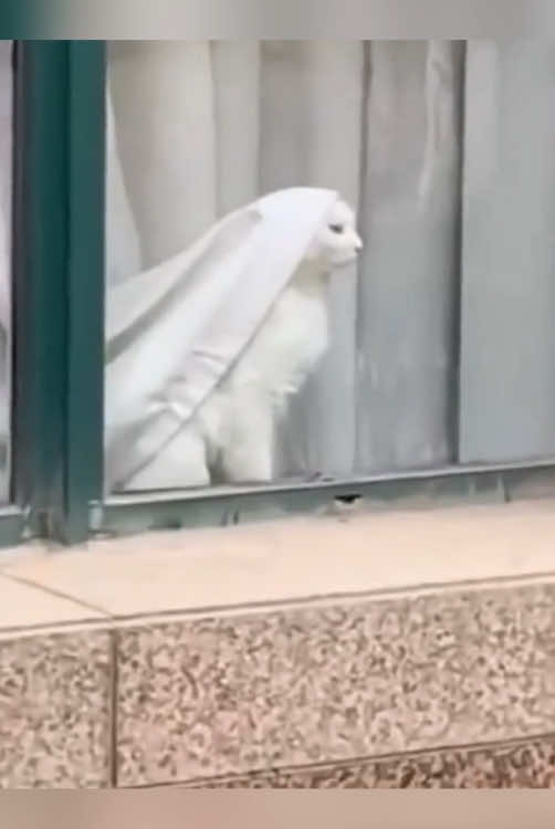 Cat and curtain 😂#funnycat #cat #pet #fyp #catsoftiktiok #funnyvideo 