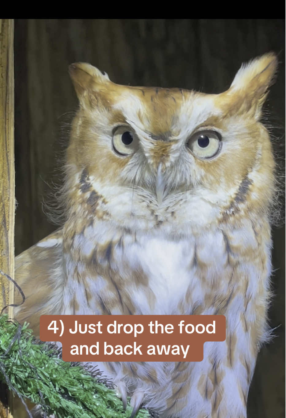 Let us know in the comments which of the 8 clips of Magma is your favorite and why! Magma is a well loved eastern screech owl who has won the hearts of many 🦉He may be small but he has a HUGE personality! #owl #owlsoftiktok #magma #screech #screechowl #lovethisboy #lovemyjob #dayinthelife @IntoBirds 
