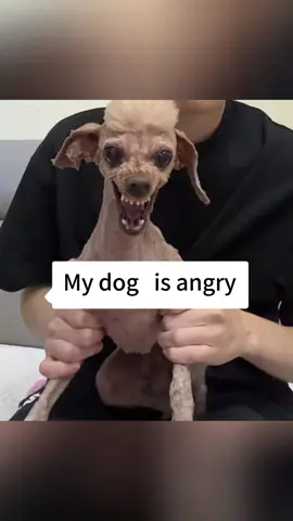 When I cut my dog’s hair because of the hot weather#dog #funnydog #funny #funnyvideo #funnyvideos #funnytiktok #foryou #dogsoftiktok #tiktokdogs #tiktok 