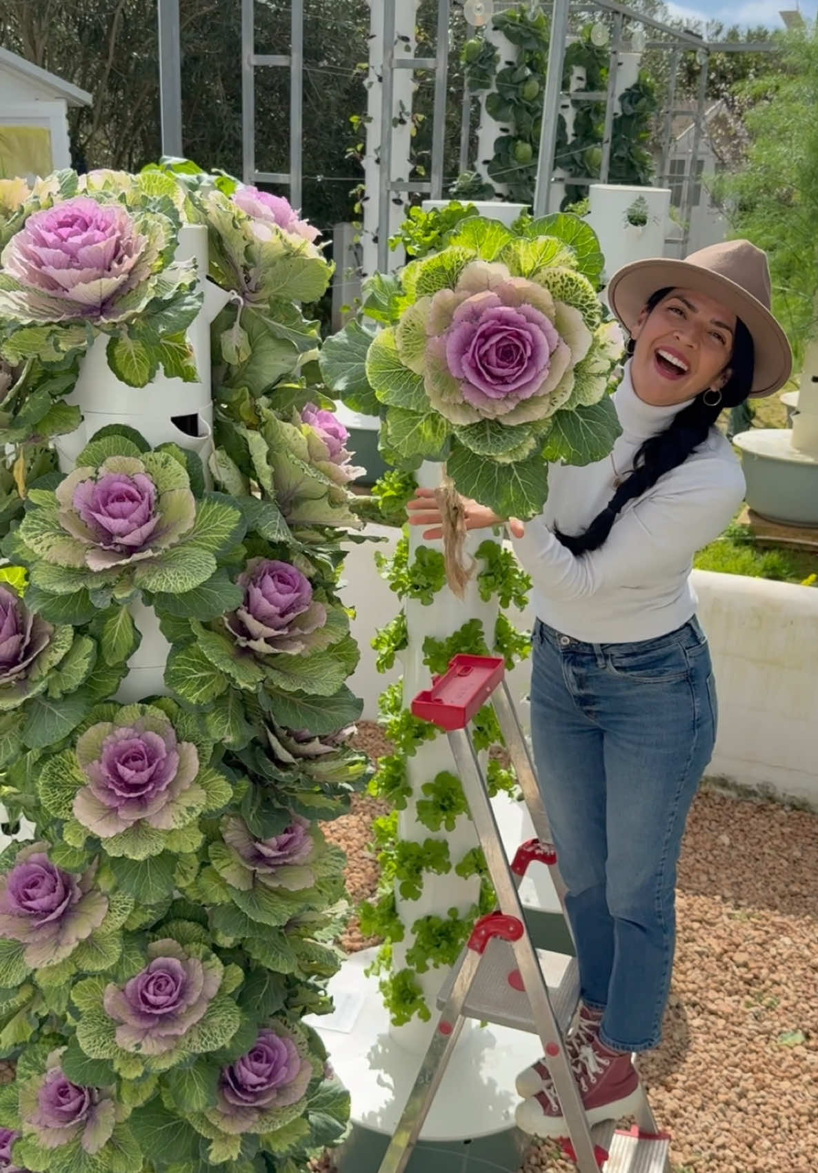 3 months growth of 44 Pink Cranes on an aeroponic tower. Pink Crane is a variety of ornamental kale (a.k.a flowering kale or ornamental cabbage). Although it is primarily grown for landscape designs, floristry, or centerpiece arrangements, it is technically edible since it is related to culinary kale, but it is mainly grown for its looks since the flavor is more bitter and the leaves are tougher than standard kale. It grows best during the colder months and its vivid colors intensify when exposed to low temperatures.  #farming #agriculture #gardening #floristry #landscaping #aeroponics #verticalfarming #hydroponics