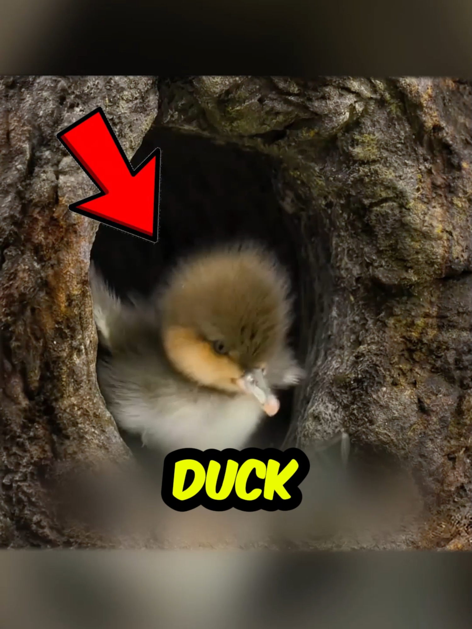 This Baby Duck Jumps 100 Feet… And Survives! 🦆😱 #BabyDucks #WildlifeFacts #NatureIsAmazing  🦆 This baby duck just hatched… and now it’s skydiving! High up in a tree, baby mergansers must take a leap of faith to survive. No wings. No training. Just a 100-foot freefall. But somehow, instead of going SPLAT… they bounce and walk away like nothing happened! 📌 In this video, you’ll see: ✅ Why these baby ducks jump from trees. ✅ The crazy way they survive the fall. ✅ How nature makes them born for impact. 🎥 Watch till the end—this will blow your mind!