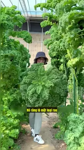 Hạt giống cải KALE XOĂN. #trongrausach #vuonnhaken #caikale #caixoan 