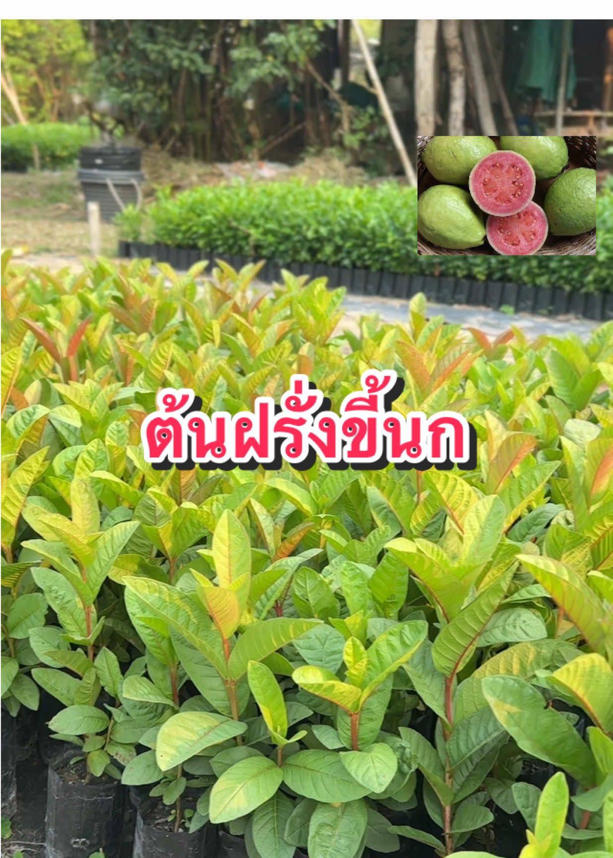 🌿ต้นฝรั่งขี้นก (เพาะเมล็ด)🌿 ต้นสูง 30 เซน ลักษณะเนื้อแน่นฉ่ำน้ำ  เนื้อข้างในสีชมพูหรือสีแดง มีรสชาติหวาน ปลูกง่ายโตไว ปลูกใส่วงบ่อซีเมนต์ได้ ✅เก็บเงินปลายทาง ✅สินค้าเสียหายจากการส่งเคลมฟรี❗️ #ฝรั่ง #ต้นไม้  #ต้นฝรั่งไส้แดง #ขี้นกไส้แดง #ต้นฝรั่งขี้นก #นพต้นไม้ราคาถูกจากสวน #tiktok #เทรนด์วันนี้ #ฟีดดดシ #สวน 